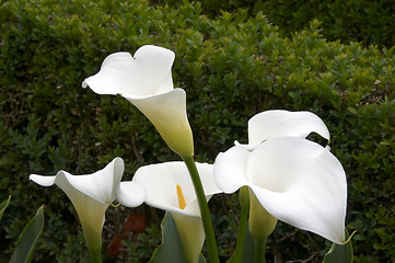 Image showing Zantedeschia