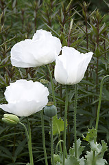 Image showing White poppy