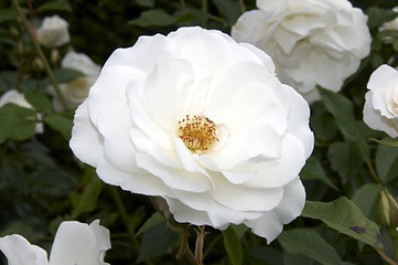 Image showing White rose