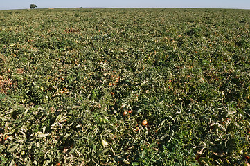 Image showing Tomatoes