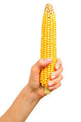 Image showing Hand with corn