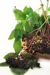Image showing Elderberries