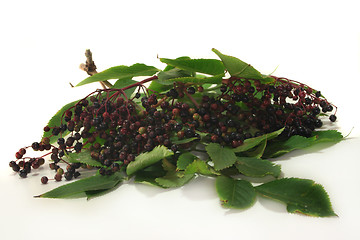 Image showing Elderberries
