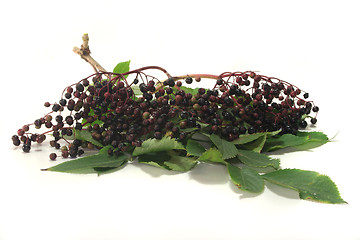 Image showing Elder berries