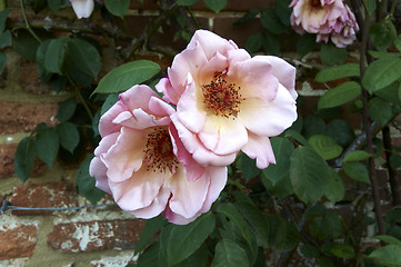 Image showing Pink rose