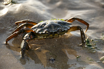 Image showing Crab