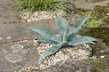 Image showing Agave