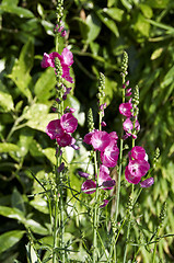 Image showing Pink flowers