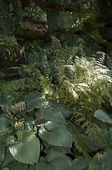 Image showing Shade garden