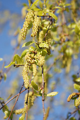 Image showing Birch seeded spring branch