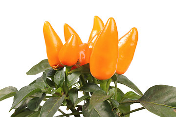 Image showing Group of a decorative orange peppers