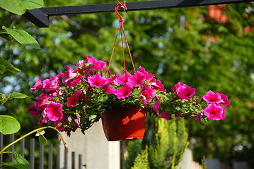 Image showing Pink petunias