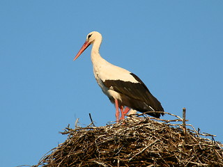 Image showing White stork