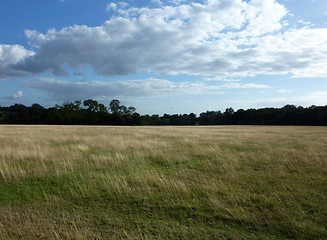 Image showing Grass Feild