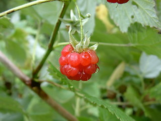 Image showing Raspberry