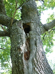 Image showing Oak tree trunk with hole