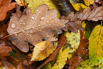 Image showing Raindrops