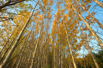 Image showing Trees