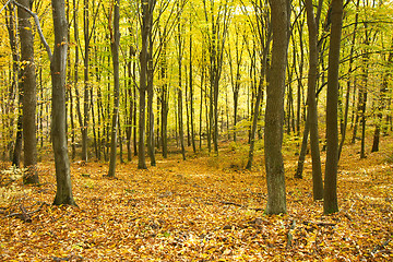 Image showing Forest