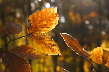 Image showing Leaves