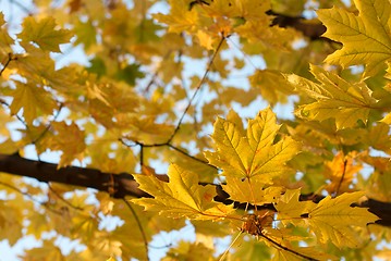 Image showing Autumn leaves