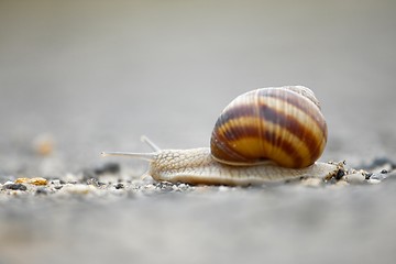 Image showing Snail