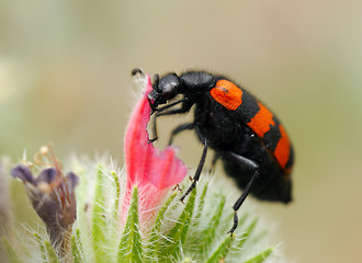 Image showing Blister beetles on a flower
