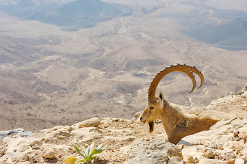 Image showing Makhtesh Ramon