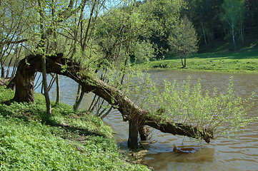 Image showing Tree over water