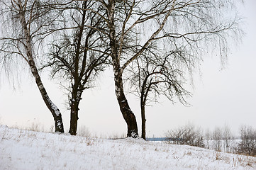 Image showing Winter landscape with birches