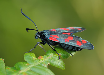 Image showing The butterfly Zygaena filipendulae