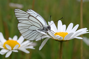 Image showing Butterfly on a flower.