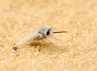 Image showing Downy fly