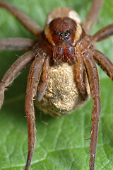 Image showing Spider with a cocoon.