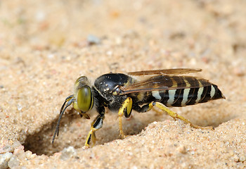 Image showing Wasp Bembex rostratus