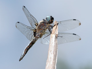Image showing Dragonfly close-up