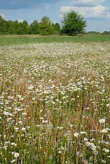 Image showing Blooming meadow.