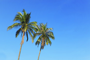 Image showing two coconut tree and blue sky with text space
