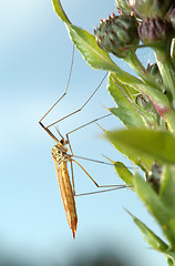 Image showing Mosquito crane-fly