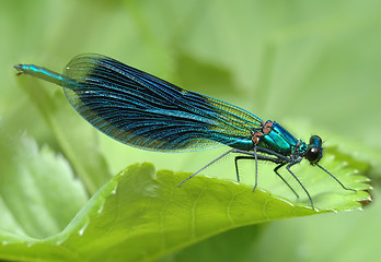 Image showing Dragonfly Calopteryx splendens 