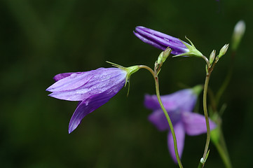 Image showing Campanula rotundifolia