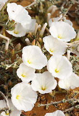 Image showing Bindweed on the sand