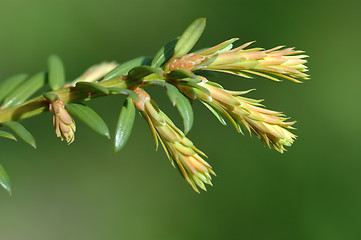 Image showing Sprig of Tree