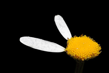 Image showing Flower of chamomile.
