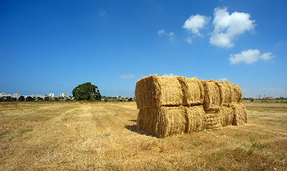 Image showing Harvesting