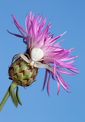 Image showing white spider on flower.