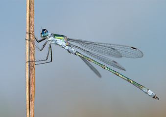 Image showing Dragonfly close 