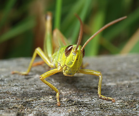 Image showing Grasshopper