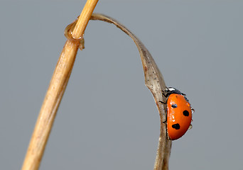 Image showing Ladybird on a blade of grass