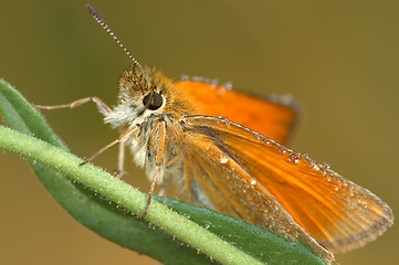 Image showing Butterfly Large Skipper (Ochlodes sylvanus).